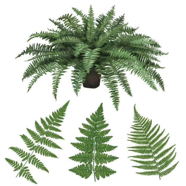 Free Vector | Realistic plant
