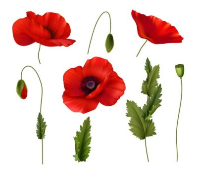 Free Vector | Red bloom poppies flowers with with buds and leaves realistic set isolated on white background vector illustration