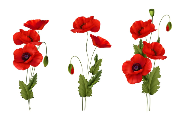 Free Vector | Red poppies spring flowers bouquet realistic set isolated on white background vector illustration