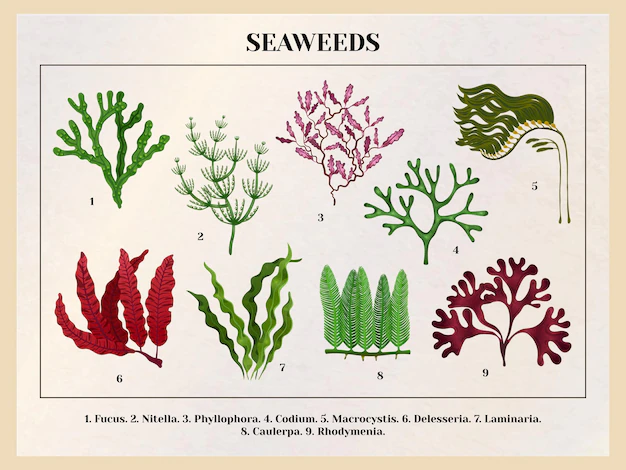 Free Vector | Seaweeds collection botanical educative chart with red brown green algae species retro