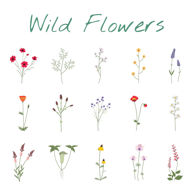 Free Vector | Set collection of wild flowers illustration