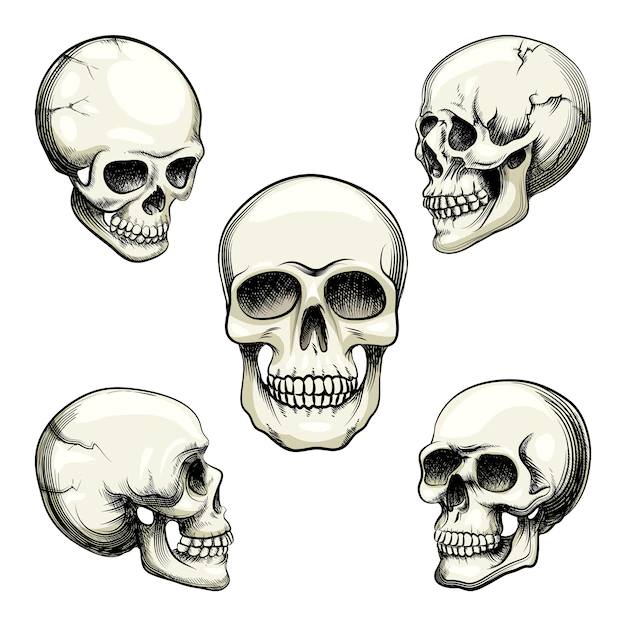 Free Vector | Set of five different greyscale views of a naturalistic human skull with teeth  vector illustration isolated on white
