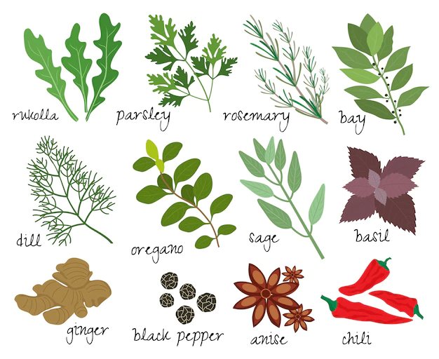 Free Vector | Set of illustrations of herbs and spices