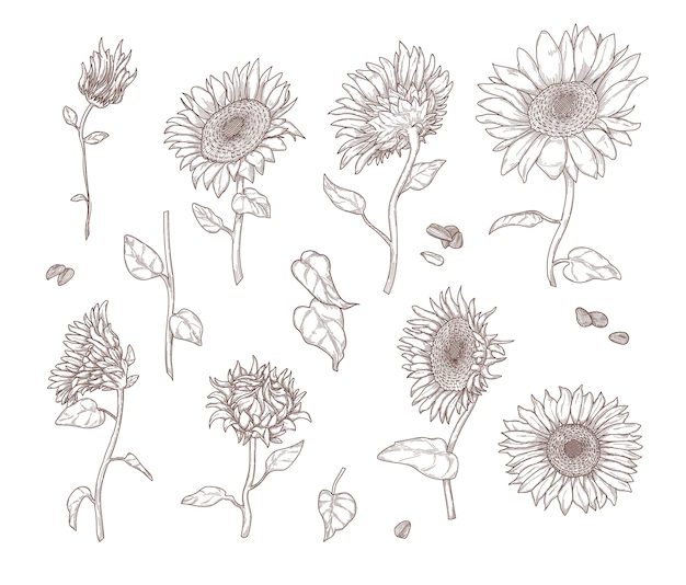 Free Vector | Set of monochrome sunflower sketches. sunflower leaves, stems, seeds and petals in hand drawn vintage style