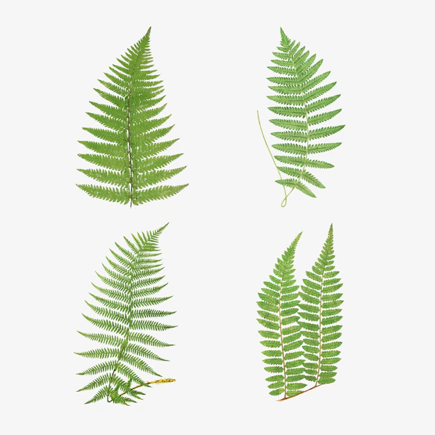 Free Vector | Set of vintage fern leaves vector