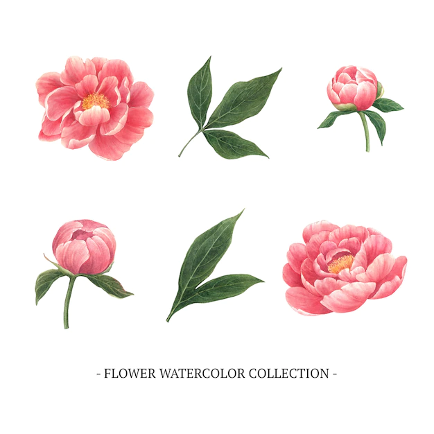 Free Vector | Set of watercolor peony, hand-drawn illustration of elements isolated white.