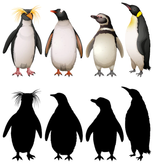 Free Vector | Silhouette, color and outline version of penguins