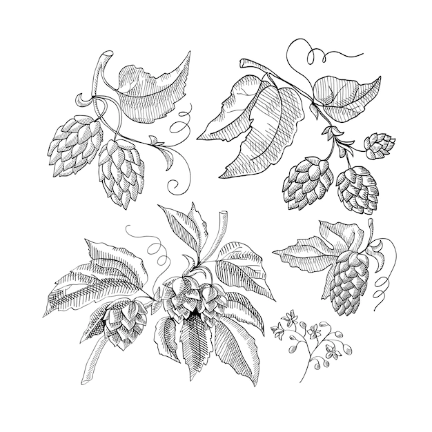 Free Vector | Sprig of hop decorative sketch with sprouts and leaves hand drawn cartoons illustration