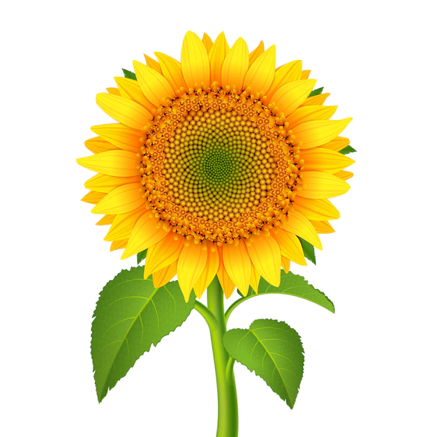Free Vector | Sunflower with pedicle