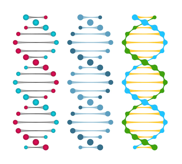 Free Vector | Three variants of double strand dna molecules showing the nucleotide pairs in a double helix  vector illustration