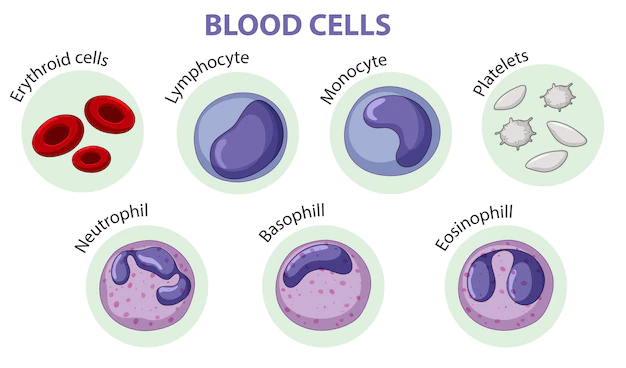 Free Vector | Type of blood cells
