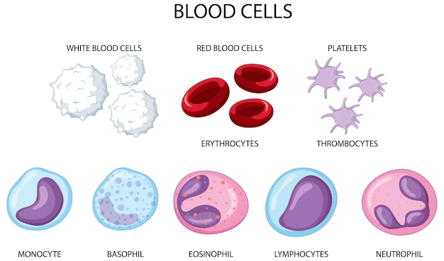 Free Vector | Type of human blood cells on white background