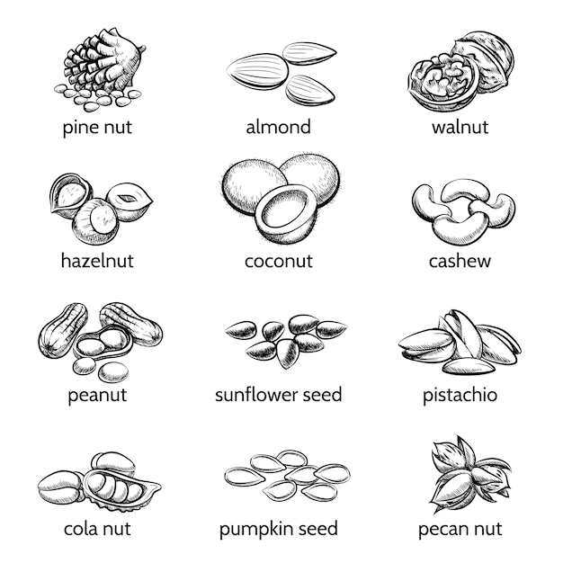 Free Vector | Vector nuts set. peanut and hazelnut, seed and walnut, almond and pistachio
