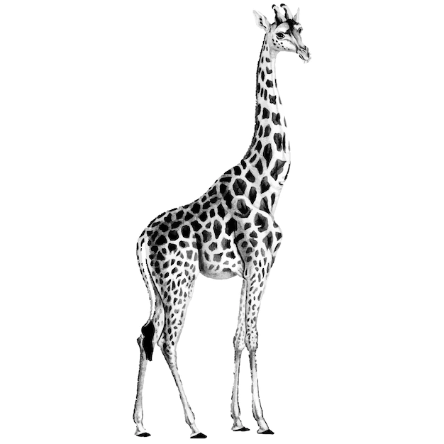 Free Vector | Vintage illustrations of giraffe