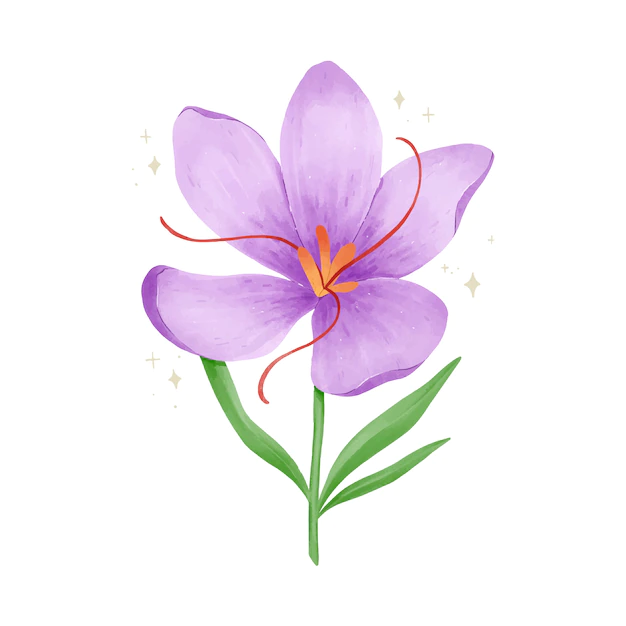 Free Vector | Watercolor saffron flower illustration