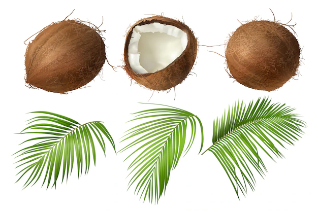 Free Vector | Whole and broken coco nut with green palm leaves