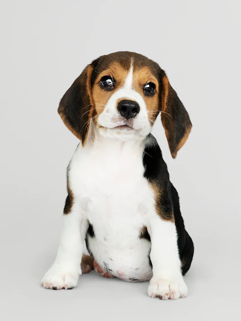 Free PSD | Adorable beagle puppy solo portrait