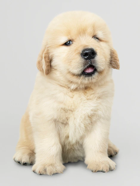 Free PSD | Adorable golden retriever puppy portrait
