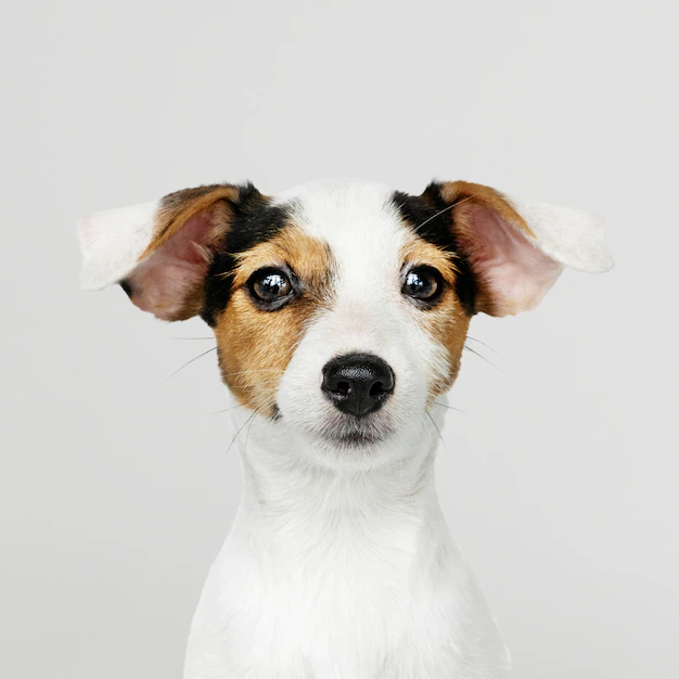Free PSD | Adorable jack russell retriever puppy portrait