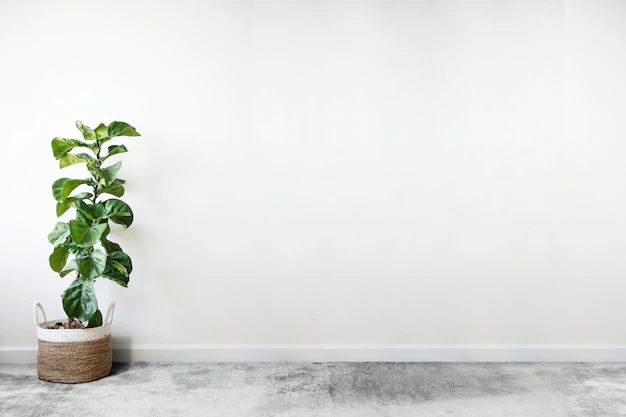Free PSD | Fiddle leaf fig in a room
