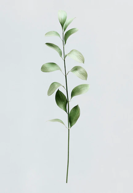 Free PSD | Green foliage on white background