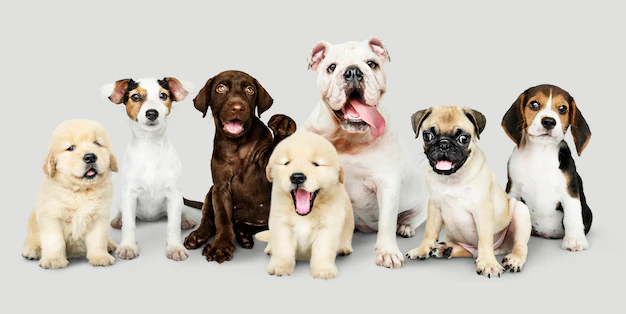 Free PSD | Group portrait of adorable puppies