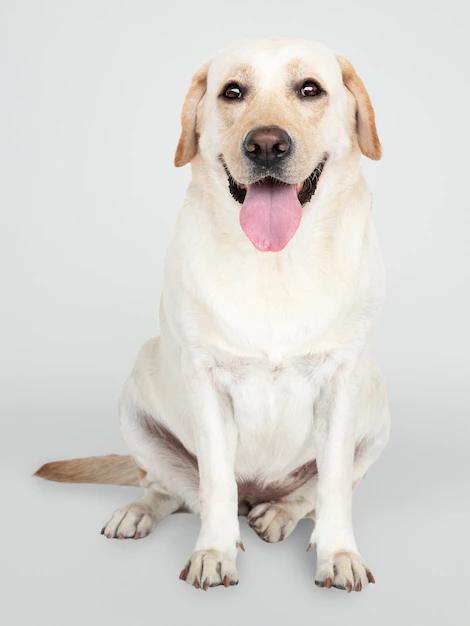 Free PSD | Portrait of a labrador retriever dog