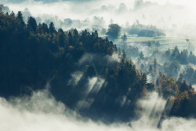 Free Photo | Aerial shot of a beautiful tree forest covered with fog in bled, slovenia