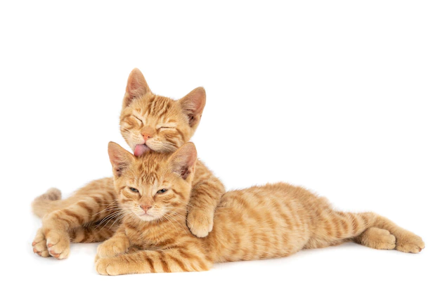 Free Photo | Closeup shot of one ginger cat hugging and licking the other isolated on a white wall