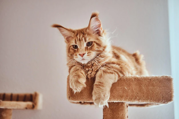 Free Photo | Cute ginger maine coon kitten is lying on special cat's furniture.