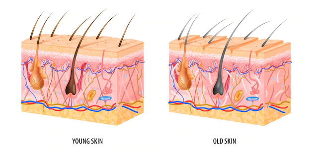 Free Vector | Anatomical structure of young and old skin realistic isolated