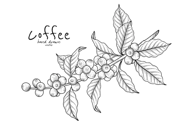 Free Vector | Branch of coffee with fruits hand drawn illustration