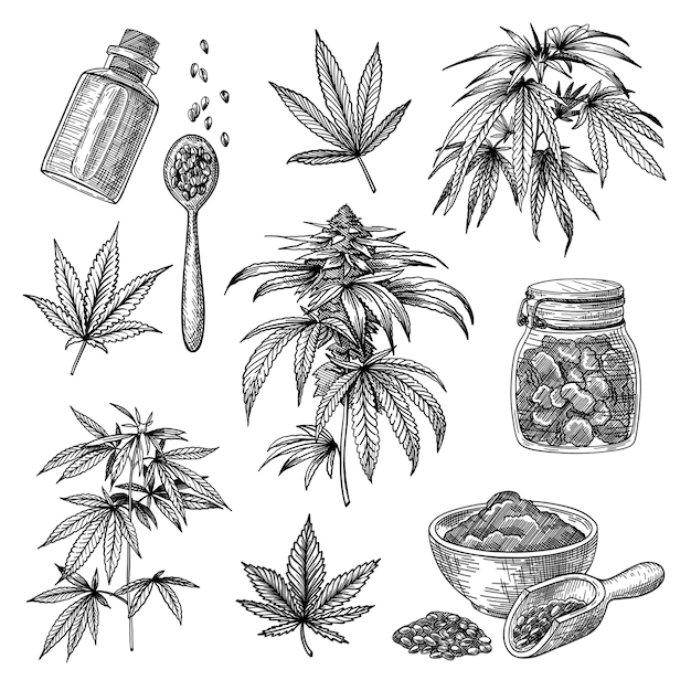 Free Vector | Cannabis or hemp engraved illustrations set