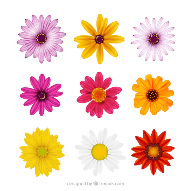 Free Vector | Collection of realistic daisies