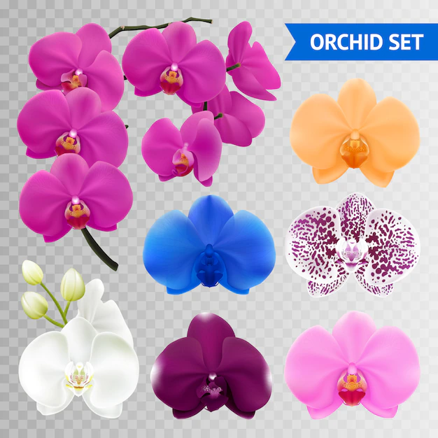 Free Vector | Colorful orchid flowers collection