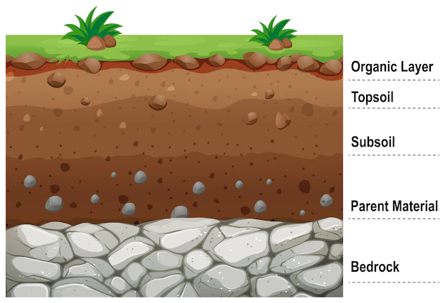 Free Vector | Diagram showing different layers of soil