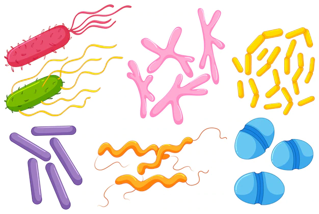 Free Vector | Different types of bacteria in intestines