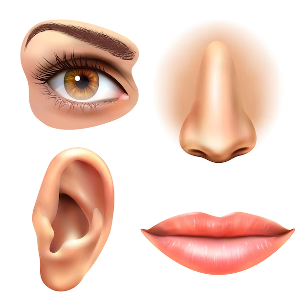 Free Vector | Eye ear lips nose icons set