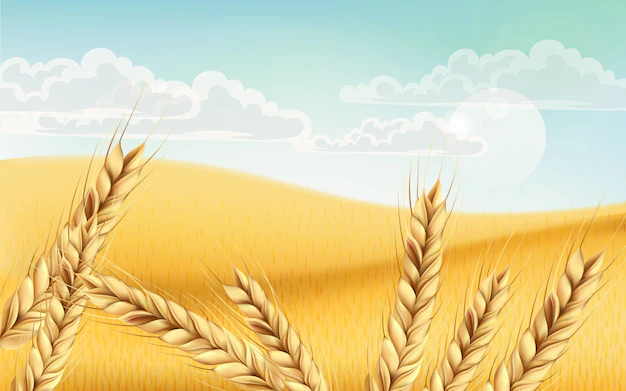 Free Vector | Field full of wheat grains. blue cloudy sky. realistic