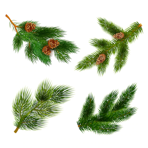 Free Vector | Fir and pine trees branches icons set