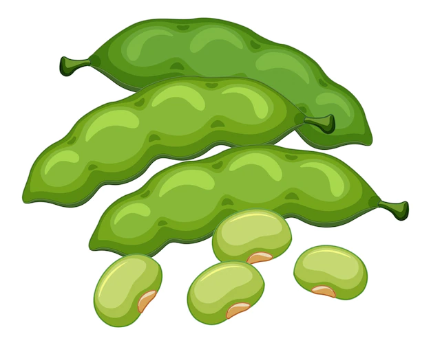 Free Vector | Green beans on white background