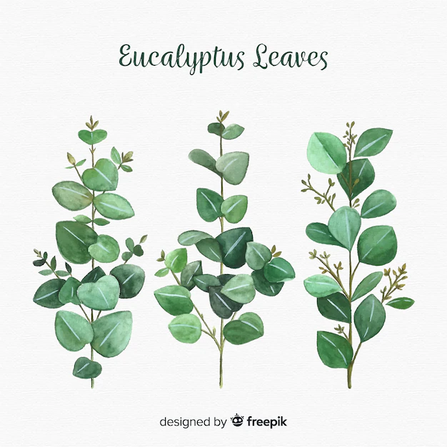 Free Vector | Hand drawn eucalyptus leaves background