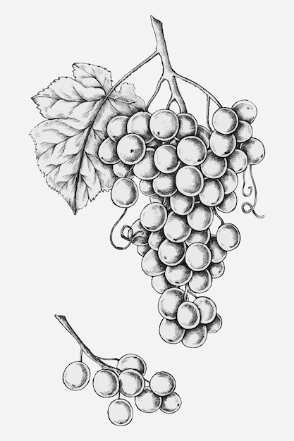 Free Vector | Hand drawn fresh grapes