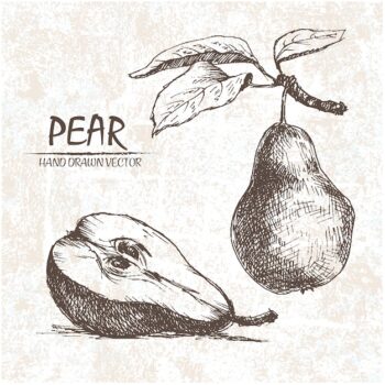 Free Vector | Hand drawn pear design
