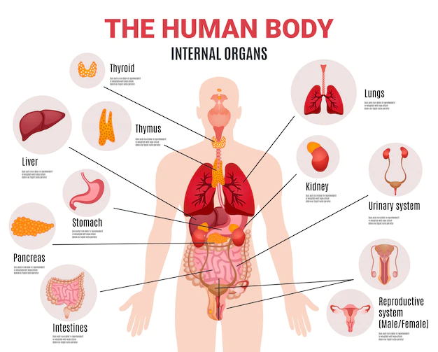 Free Vector | Human internal organs infographic poster