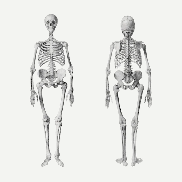 Free Vector | Human skeletons vector drawing, remixed from artworks by george stubbs