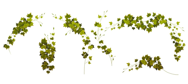 Free Vector | Ivy vines corners and borders creepers branches