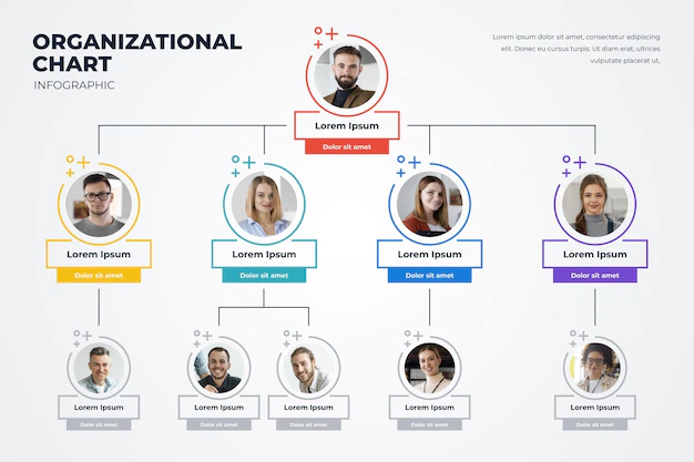 Free Vector | Linear flat organizational chart infographic with photo