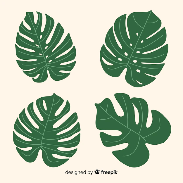 Free Vector | Monstera leaves collection
