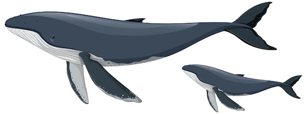 Free Vector | Mother and baby humpback whale